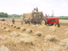 harvest.JPG