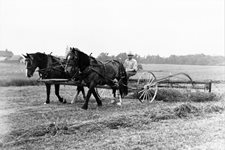 farming-herda-coll-1-(002).jpg