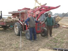 MF-35-on-corn-carting-duty-at-Skeyton-Trosh.jpg